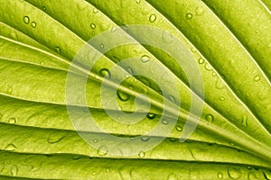 Green leaf - detail