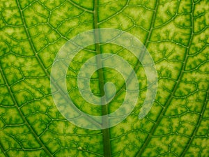 Green leaf detail