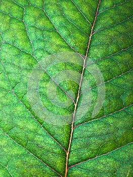 Green leaf detail