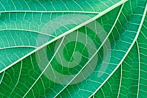 Green leaf detail