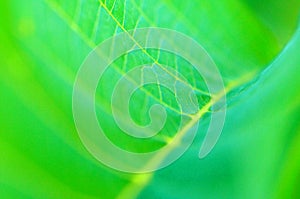 Green leaf detail