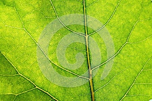 Green leaf detail lit by sunlight