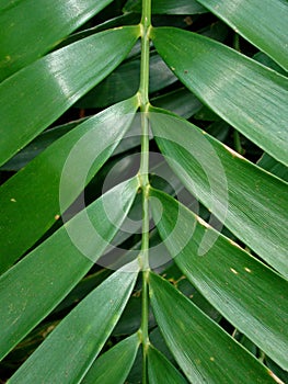 Green leaf detail, Zamia pumila, Rio