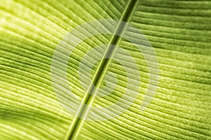 Green leaf details