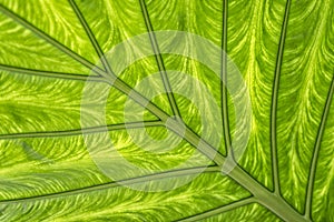 Green leaf details