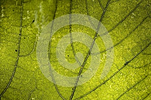 Green leaf details