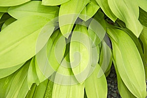 Green leaf details of queen lily close up