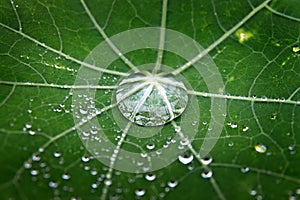 Green leaf with dew