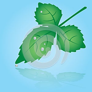 Green leaf and dew eps10