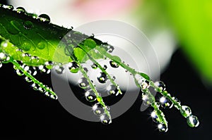 Green leaf with dews