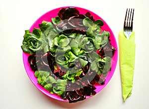 Green leaf diet concept with fresh Italian chicory