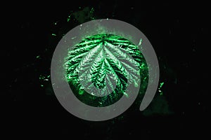 Green leaf disintegration on black background environmental decay