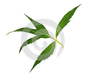 Green leaf of dissected rudbeckia isolated
