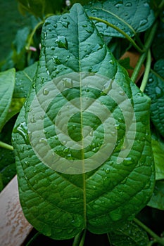 Green leaf with divergent venation and water droplets