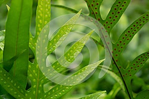Green leaf with dots of young spore the Wart fern of Hawaii with raindrops