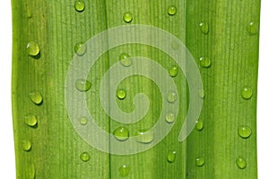 Green leaf and drop texture background 2