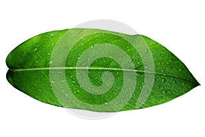 Green leaf drop of water after rain