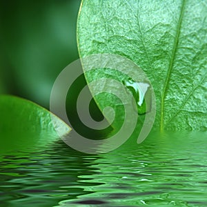 Green leaf with droplet with water reflection