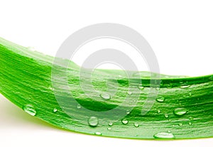 Green leaf with drops of dew