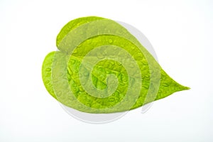 Green leaf drops isolated on white background.