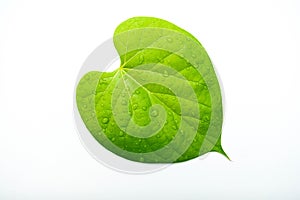 Green leaf drops isolated on white background.