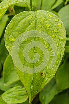 On green leaf drops of rain, abstract background