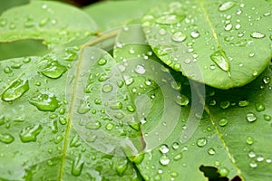 Green leaf with drops of rain water ,nature background