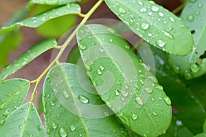 Green leaf with drops of rain water ,nature background