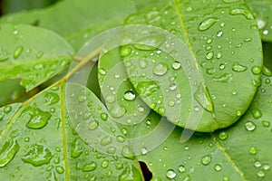 Green leaf with drops of rain water ,nature background