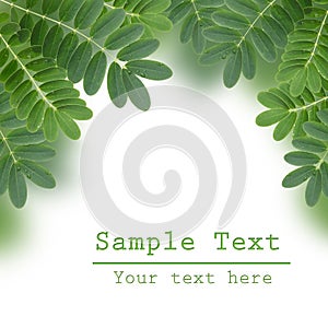 Green leaf with drops of water