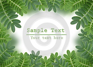 Green leaf with drops of water