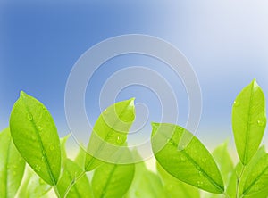 Green leaf with drops of water on natural
