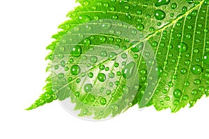 Green leaf with drops of water over white