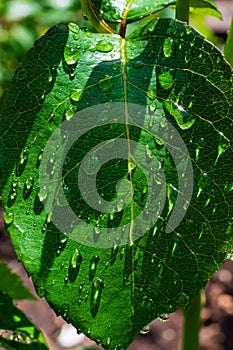 Green leaf with drops of water after rain