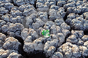 Green leaf on the drought land