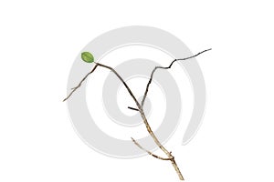 Green leaf on dry branch isolated on white background.