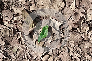 Green leaf and dry leaf