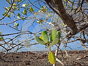 Green leaf dry tree branch