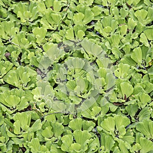 Green leaf duckweed in pond