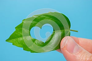 Green leaf. eco concept
