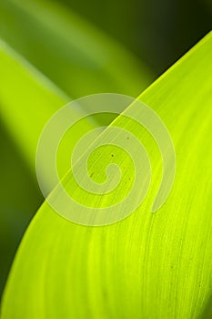 Green leaf edge in backlight