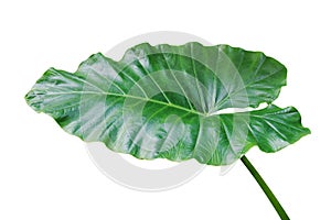 Green Leaf of Elephant Ear Plant Isolated on White Background with Clipping Path