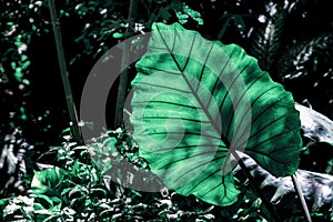 Green Leaf of Elephant Ear Plant in nature background.