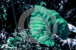 Green Leaf of Elephant Ear Plant in nature background.