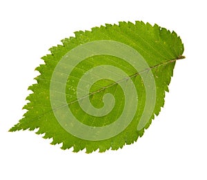 Green leaf of elm tree isolated on white backgro