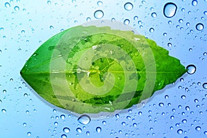 Green leaf environment concept save the earth and water drop bac