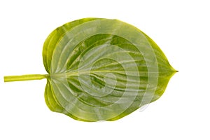 Green leaf of exotic tree isolated on white background. Natural concept.