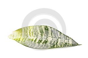 Green leaf of exotic tree isolated on white background. Natural concept.