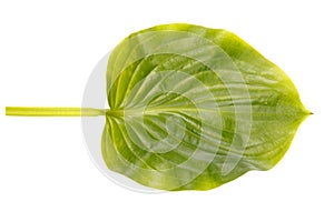 Green leaf of exotic tree isolated on white background. Natural concept.