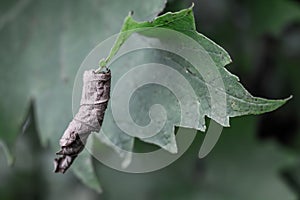 Green leaf fades into a dying withered leaf